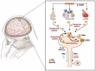 Pituitary Hormones and Orofacial Pain